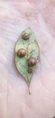 Belonocnema treatae