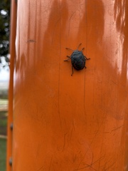 Coleotichus blackburniae