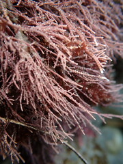 Lithothrix aspergillum