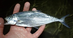 Scomberoides lysan