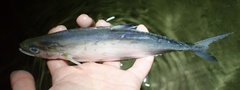 Scomberoides lysan