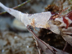 Jellyella tuberculata