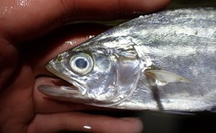 Scomberoides lysan