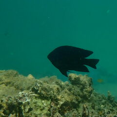 Neoglyphidodon melas