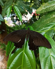 Papilio iswara