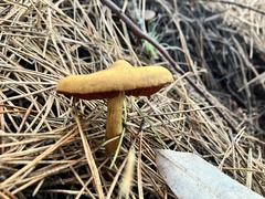 Cortinarius thiersii