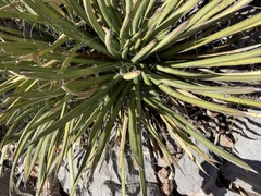 Agave schottii