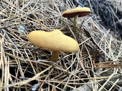 Cortinarius thiersii
