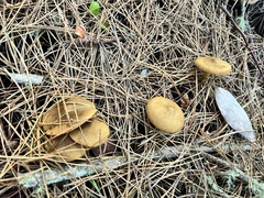 Cortinarius thiersii