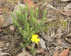 Hibbertia crinita