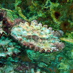 Saccostrea
