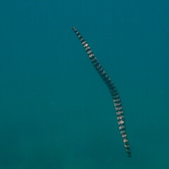 Emydocephalus annulatus