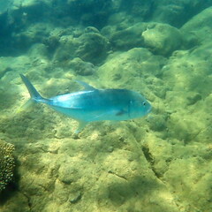 Caranx papuensis