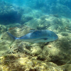 Caranx papuensis