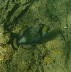 Balistoides viridescens