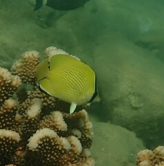 Chaetodon citrinellus