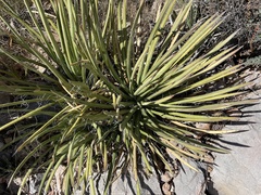 Agave schottii