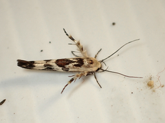 Stathmopoda melanochra