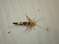 Stathmopoda melanochra