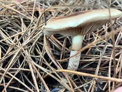 Pholiota velaglutinosa