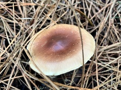 Pholiota velaglutinosa