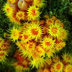 Tubastraea coccinea