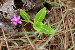 Raphionacme hirsuta