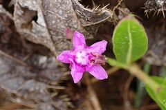 Raphionacme hirsuta