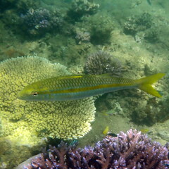 Mulloidichthys flavolineatus