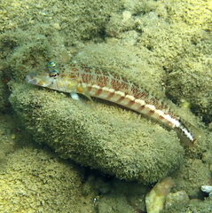 Parapercis xanthozona