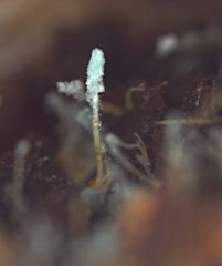 Penicillium glandicola