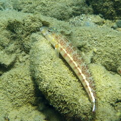 Parapercis xanthozona