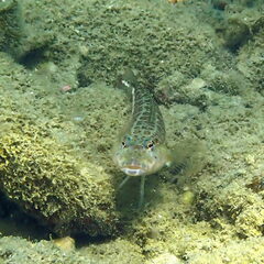 Parapercis xanthozona