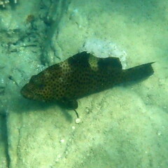 Epinephelus maculatus