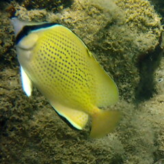Chaetodon citrinellus