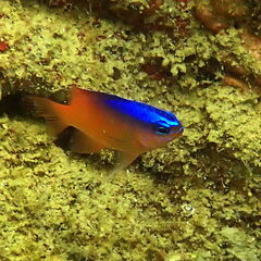 Chrysiptera caesifrons