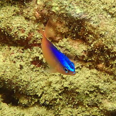 Chrysiptera caesifrons