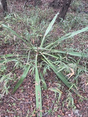Yucca louisianensis