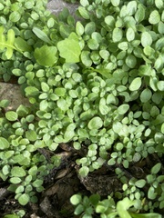 Parietaria pensylvanica