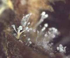 Penicillium glandicola