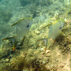 Trachinotus blochii