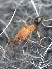 Odontomachus clarus