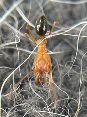 Odontomachus clarus