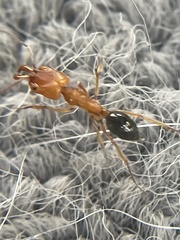 Odontomachus clarus