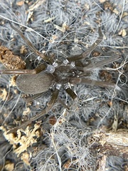 Kukulcania hibernalis
