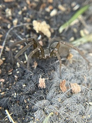 Kukulcania hibernalis