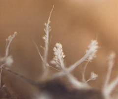 Penicillium glandicola
