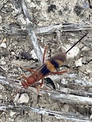 Compsocryptus texensis