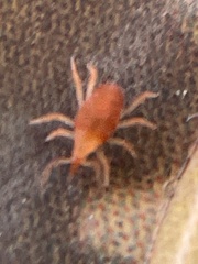 Eupodina