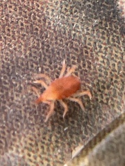 Eupodina